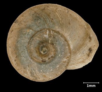 Media type: image;   Malacology 17343 Aspect: apical